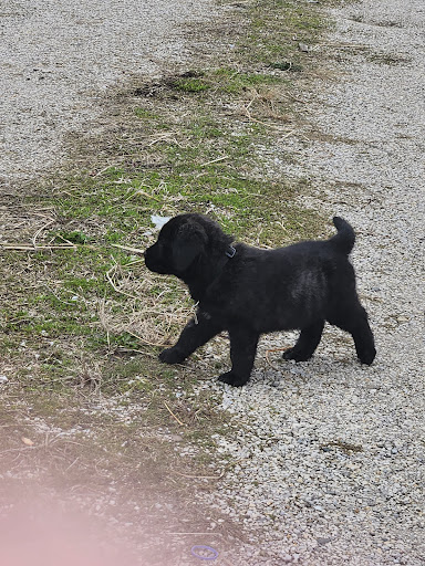 Flora Veterinary Clinic image
