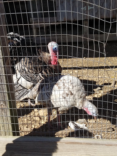 Tourist Attraction «Middleton Farm», reviews and photos, 13250 Cedar Hill Pl, Waldorf, MD 20601, USA