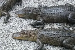 Arkansas Alligator Farm & Petting Zoo image