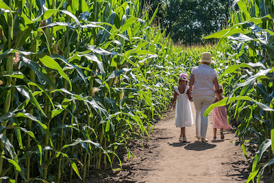 Pop Corn Labyrinthe TOURS - Druye - Labyrinthe Géant de Maïs à Druye