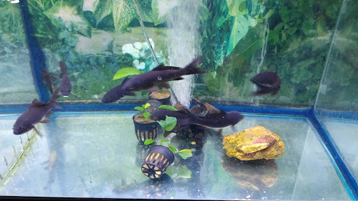 Tropical Fish Store «Rosemead Aquarium», reviews and photos, 9123 Valley Blvd, Rosemead, CA 91770, USA