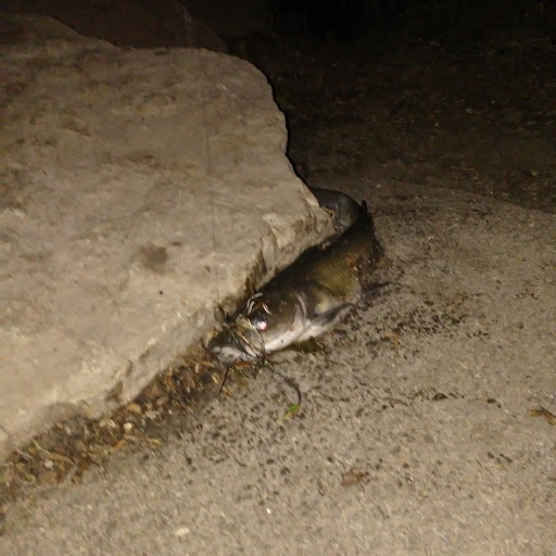 Nature Preserve «Maple Lake East Mountain Bike Staging Area», reviews