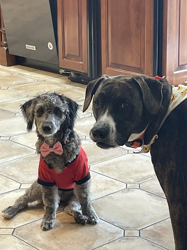 Pet Supply Store «Pet Supplies Plus», reviews and photos, 100 Mall Dr, Steubenville, OH 43952, USA