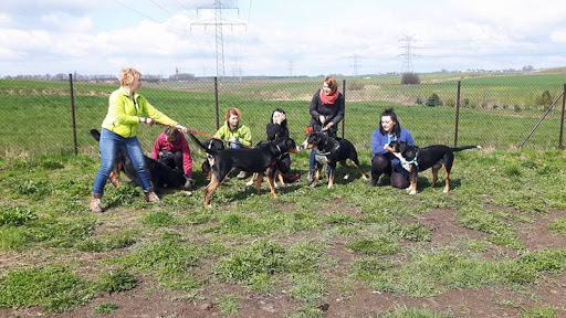 Zajęcia tresury psów Katowice
