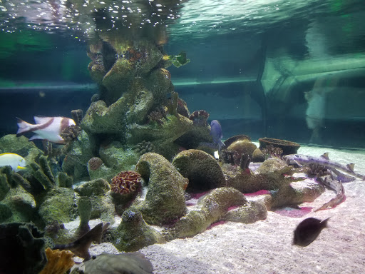 Aquarium «SEA LIFE Arizona», reviews and photos, 5000 S Arizona Mills Cir #145, Tempe, AZ 85282, USA