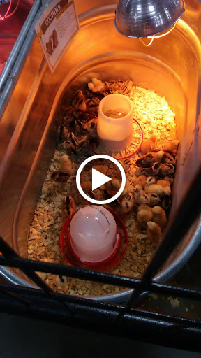 Home Improvement Store «Tractor Supply Co.», reviews and photos, 3330 US-80, Dudley, GA 31022, USA