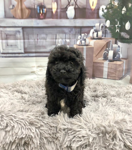 Pet Store «Happiness Is Pets Vi», reviews and photos, 616 E Roosevelt Rd, Lombard, IL 60148, USA