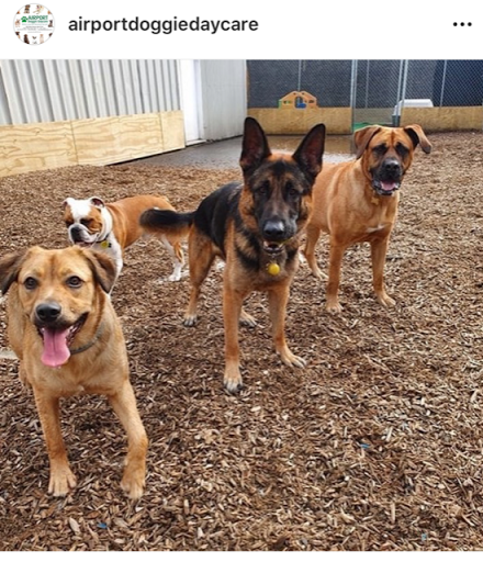 Airport Doggie Daycare & Kennels