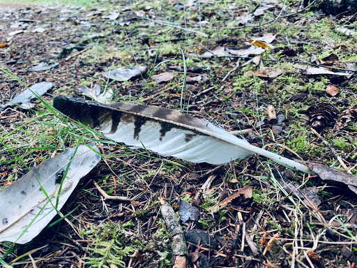 Park «Viewpoint Park», reviews and photos, 134th & NE 24th Street, Bellevue, WA 98005, USA