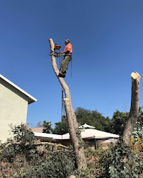 Paradise Landscaping & Tree Experts - Photo 5 - Car repair in , Chula Vista