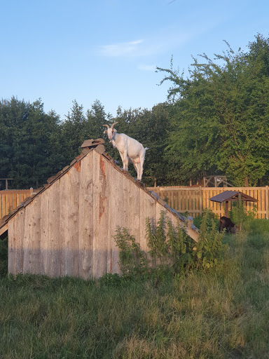 Hundecampingpladser København