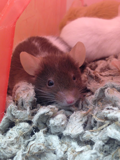 Pet Supply Store «Petco Animal Supplies», reviews and photos, 403 N 8th St, West Dundee, IL 60118, USA