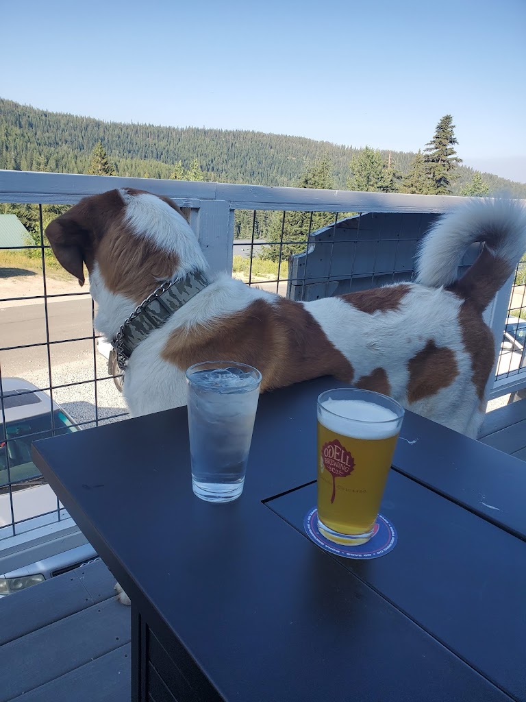 The St. Bernard 83864