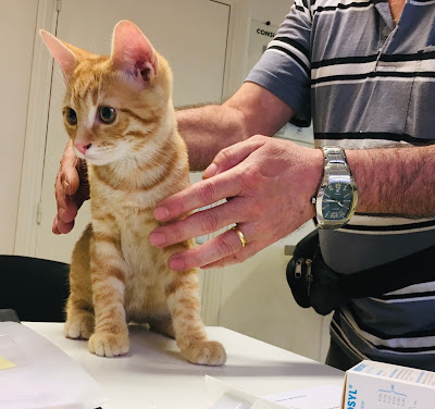 clinique veterinaire des docteurs debray et biven à Sarcelles