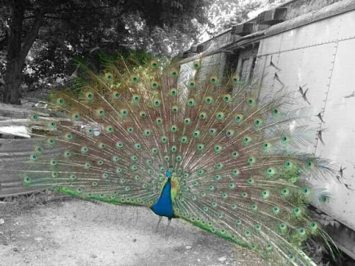 Fish Farm «The Lessman Farm & Truckhenge», reviews and photos, 4124 NE Brier Rd, Topeka, KS 66616, USA