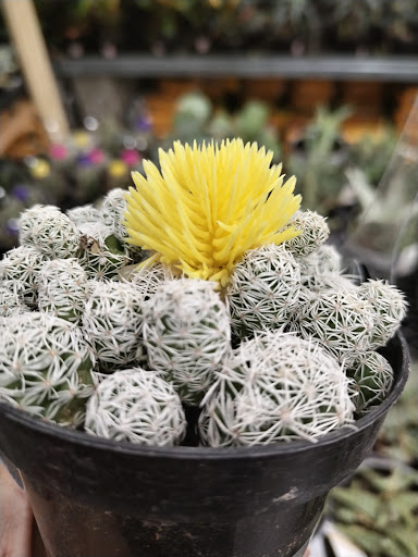 Home Improvement Store «The Home Depot», reviews and photos, 860 S Colorado Blvd, Glendale, CO 80246, USA