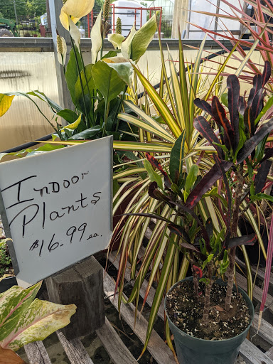 Wholesale Plant Nursery «Garden Fantasy», reviews and photos, 43250 Tyler Rd, Belleville, MI 48111, USA