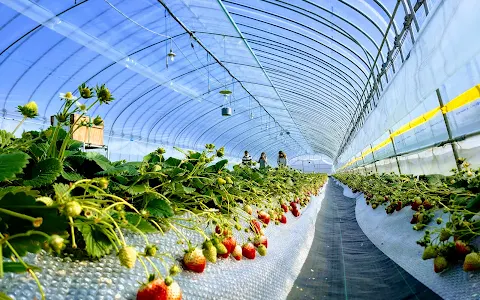 Nikko Strawberry Park image