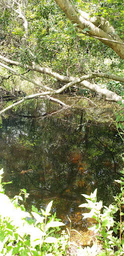 Nature Preserve «Triple Creek Nature Preserve», reviews and photos, 13112 Balm Boyette Rd, Riverview, FL 33579, USA