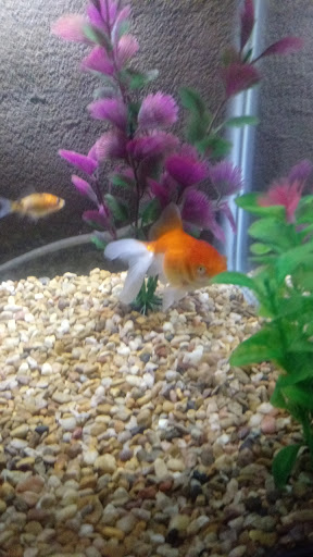 Pet Store «Animal Attraction», reviews and photos, 2518 11th Ave, Greeley, CO 80631, USA