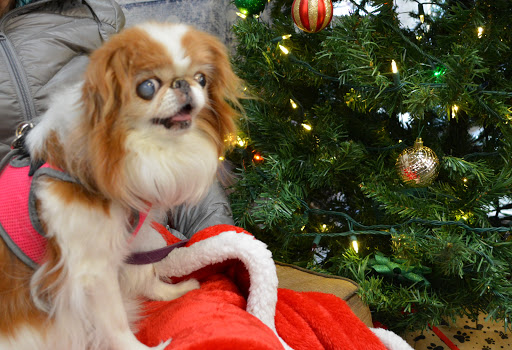 Pet Supply Store «The Natural Pet Enrichment Center», reviews and photos, 6720 Royalton Rd, North Royalton, OH 44133, USA