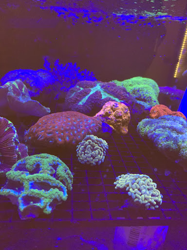 Tropical Fish Store «The Reef Shoppe», reviews and photos, 900 Morris Park Ave, Bronx, NY 10462, USA