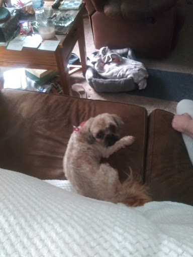 Pet Groomer «Ufuri Pet Salon», reviews and photos, 235 Huron Ave, Port Huron, MI 48060, USA