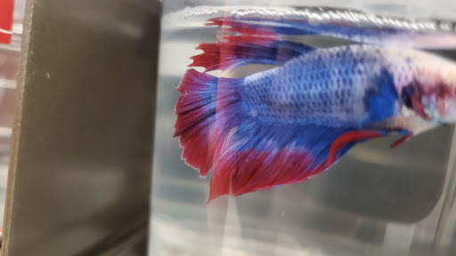 Pet Supply Store «Petco Animal Supplies», reviews and photos, 5938 Roswell Rd NE, Sandy Springs, GA 30328, USA