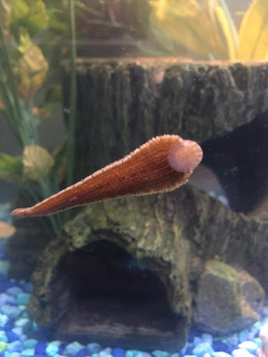 Pet Supply Store «PetSmart», reviews and photos, 3033 NY-50, Saratoga Springs, NY 12866, USA