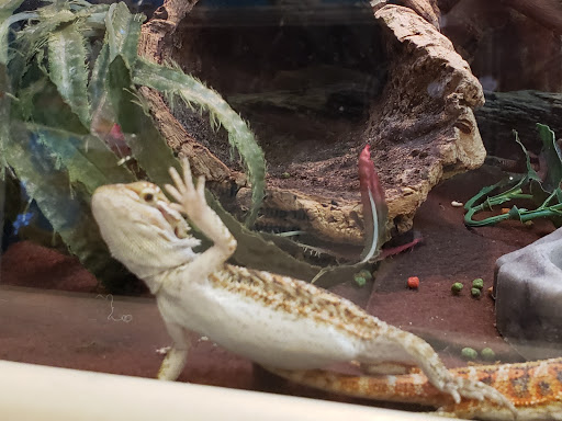 Pet Supply Store «PetSmart», reviews and photos, 8105 Moores Ln Ste 1300, Brentwood, TN 37027, USA