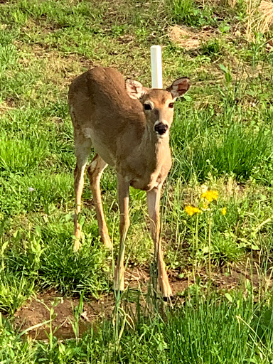 Golf Club «Five Oaks Golf & Country Club», reviews and photos, 621 5 Oaks Blvd, Lebanon, TN 37087, USA