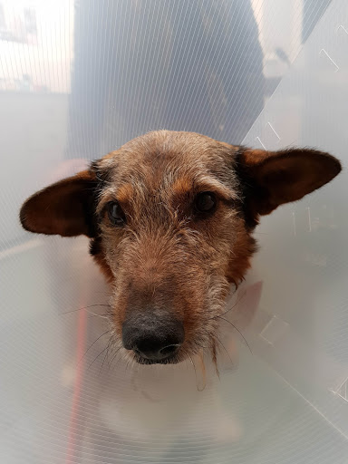 Amoeiro Veterinarios Slne en Amoeiro