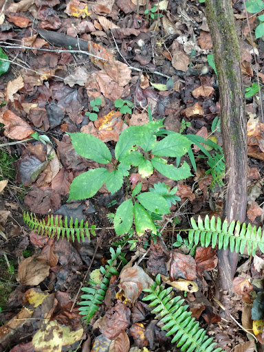 Grocery Store «Food Lion», reviews and photos, 73 Asheville Rd, Sylva, NC 28779, USA