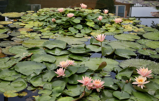 Florist «Vienna Florist & Gifts», reviews and photos, 431 Maple Ave W, Vienna, VA 22180, USA