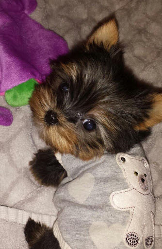 Pet Supply Store «Woof Woof Puppies & Boutique», reviews and photos, 29555 Northwestern Hwy, Southfield, MI 48034, USA