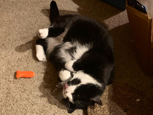 Pet Supply Store «Pet Supplies Plus», reviews and photos, 955 Co Rd E East #100, Vadnais Heights, MN 55127, USA