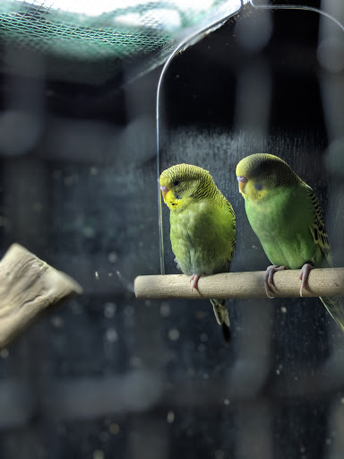 Pet Store «Pet Kingdom», reviews and photos, 2302 Central Ave, Kearney, NE 68847, USA