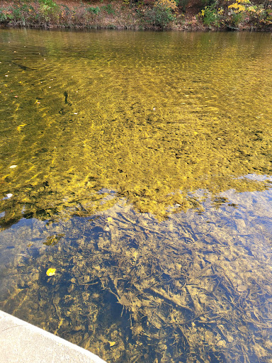 Park «Lykens Glen Park», reviews and photos, 706 Park View Rd, Lykens, PA 17048, USA