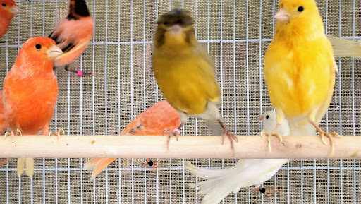 Pet Store «Louis Birds Pets & Supplies», reviews and photos, 80 Keyes St, San Jose, CA 95122, USA