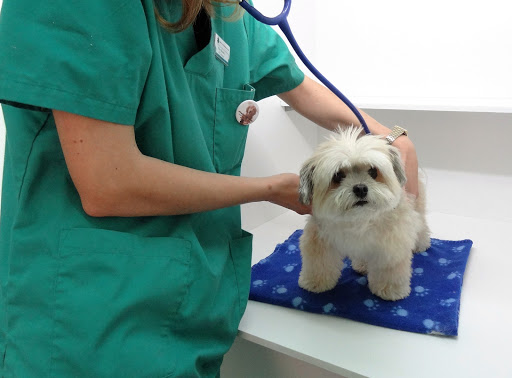 Hospitales y veterinarios de urgencia en San Vicente del Raspeig de 2024