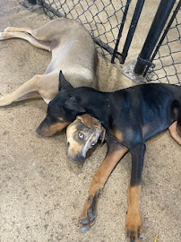 Playful Pets - Photo 7 - Car repair in Columbus, OH, Columbus