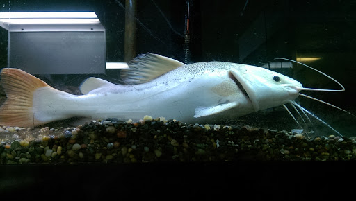 Pet Store «Pets Plus-Reptiles & Exotic», reviews and photos, 421 West Ave, Lockport, NY 14094, USA