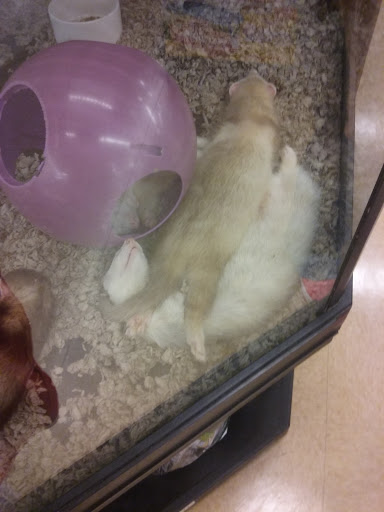 Pet Supply Store «Petco Animal Supplies», reviews and photos, 1622 Clark Street Rd, Auburn, NY 13021, USA