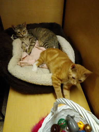 Pet Supply Store «PetSmart», reviews and photos, 467 Cross Keys Rd, Sicklerville, NJ 08081, USA