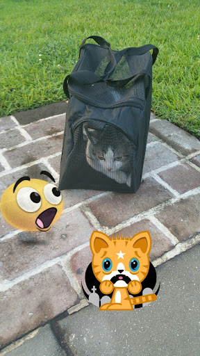 Animal Protection Organization «Charleston Animal Society», reviews and photos