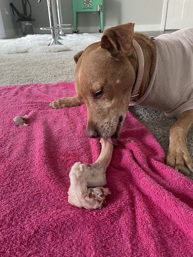 Pet Supply Store «PetPeople», reviews and photos, 2484 E 146th St, Carmel, IN 46033, USA