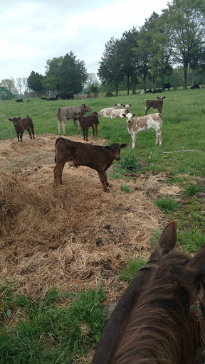 Horseback Riding Service «Long C Trails», reviews and photos, 8959 Hanes Rd, Westmoreland, TN 37186, USA