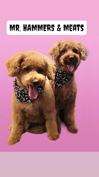 T & T Mobile Dog Grooming - Photo 9 - Car repair in Tampa, FL, Tampa
