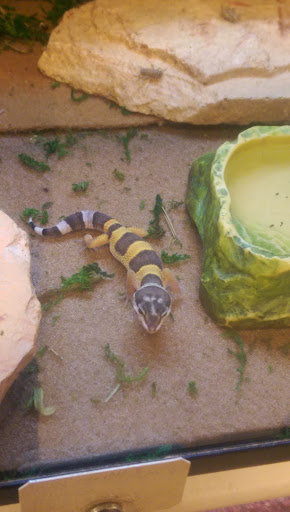 Pet Supply Store «PetSmart», reviews and photos, 1042 Fairplain Dr, Benton Harbor, MI 49022, USA