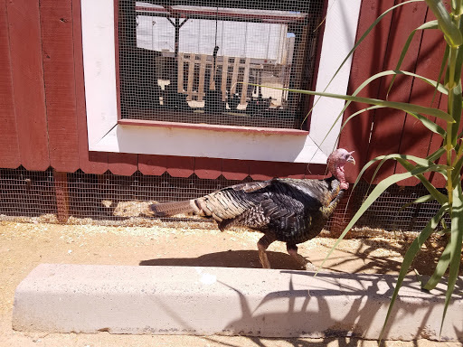 Animal Feed Store «Western Ranchman Store», reviews and photos, 16028 N 32nd St, Phoenix, AZ 85032, USA